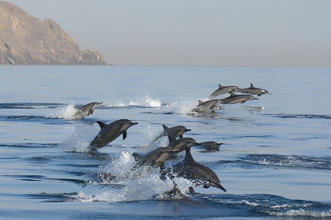 Dolphin Watching and Snorkeling Activity in Muscat - Is $75 a fair price?