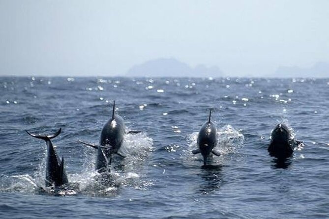 Dolphin Watching and Snorkeling Activity in Muscat - Weather, cancellation, and the 24-hour rule