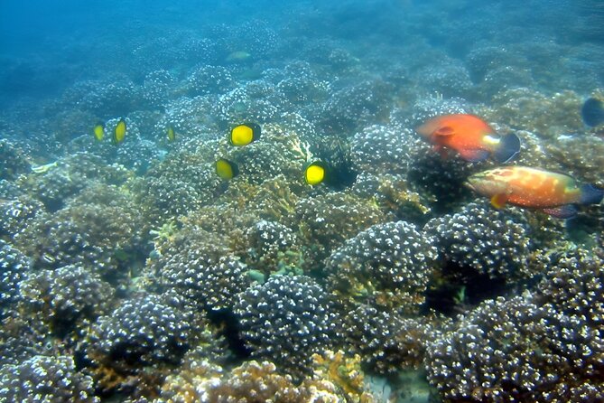 Dolphin Watching and Snorkeling Activity in Muscat - Snorkeling above coral beds and fish