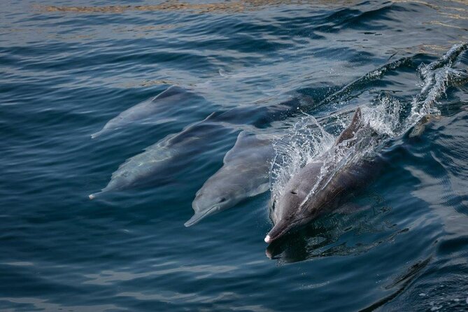 Dolphin Watching and Snorkeling Cruise Experience in Muscat - Muscat’s coast from the water