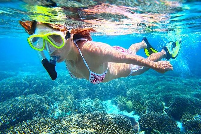 Dolphin Watching and Snorkeling Tour from Muscat - Dolphins first, Bandar Khiran after