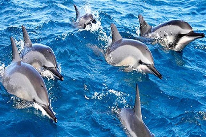 Dolphin Watching and Snorkeling Tour from Muscat - What the dolphin search is really like