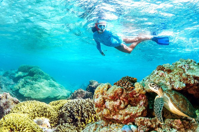 Dolphin Watching and Snorkeling Tour from Muscat - Weather, wildlife, and the limits of control