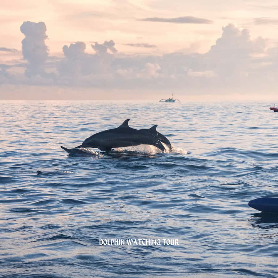 Dolphin Watching and Snorkeling Tour with Hotel Transfers - Watching for dolphins in the Gulf of Oman