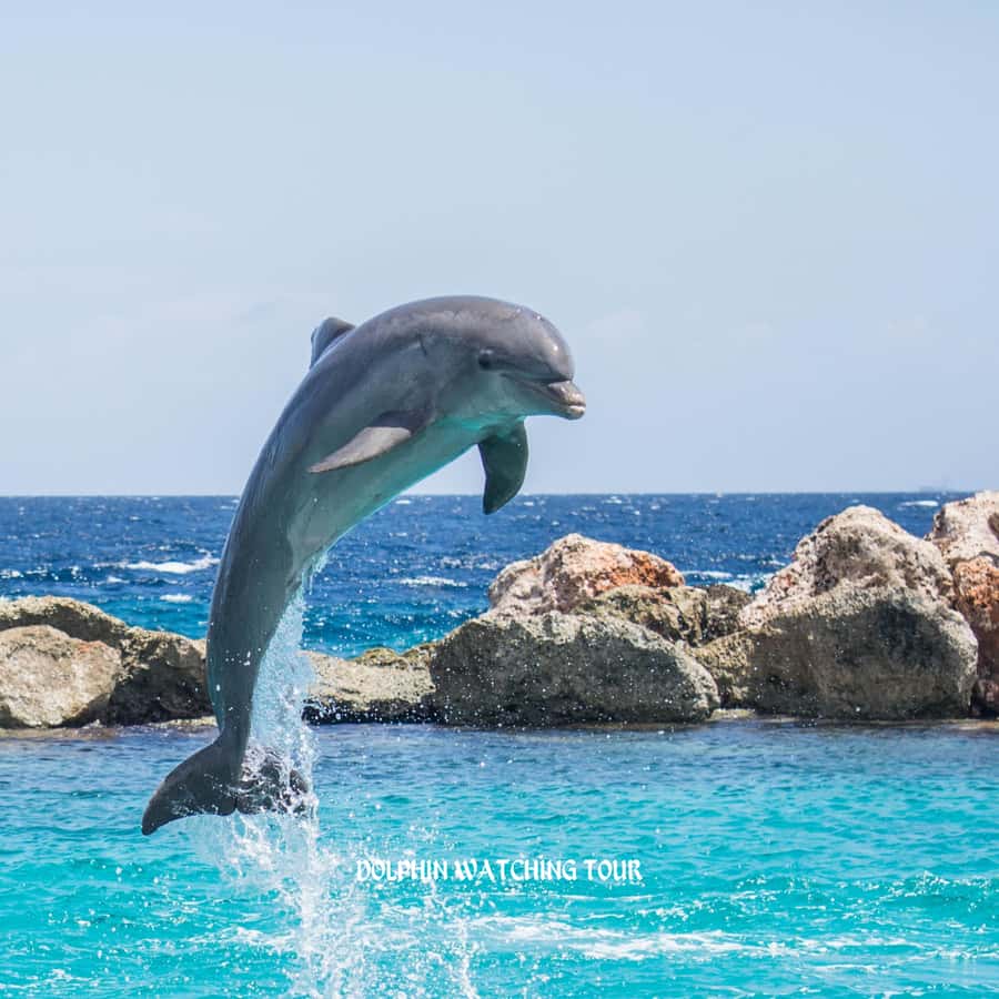 Dolphin Watching and Snorkeling Tour with Hotel Transfers - Three hours on the water, with one timing detail to check