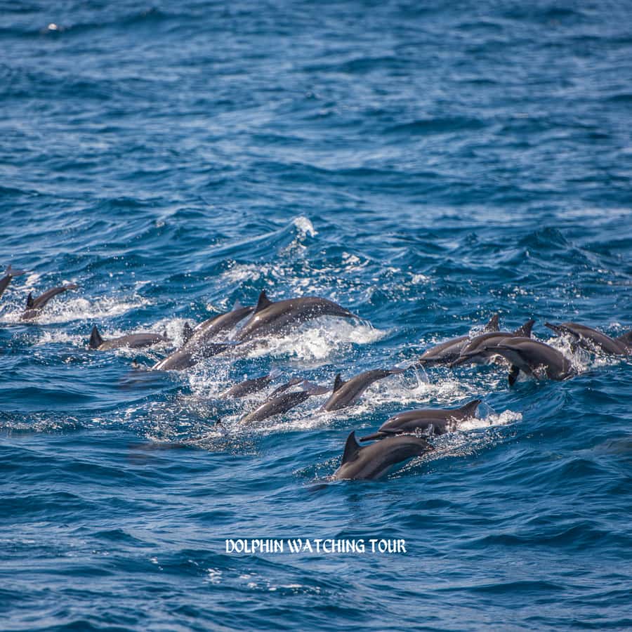 Dolphin Watching and Snorkeling Tour with Hotel Transfers - Shared transport and shared boat practicalities
