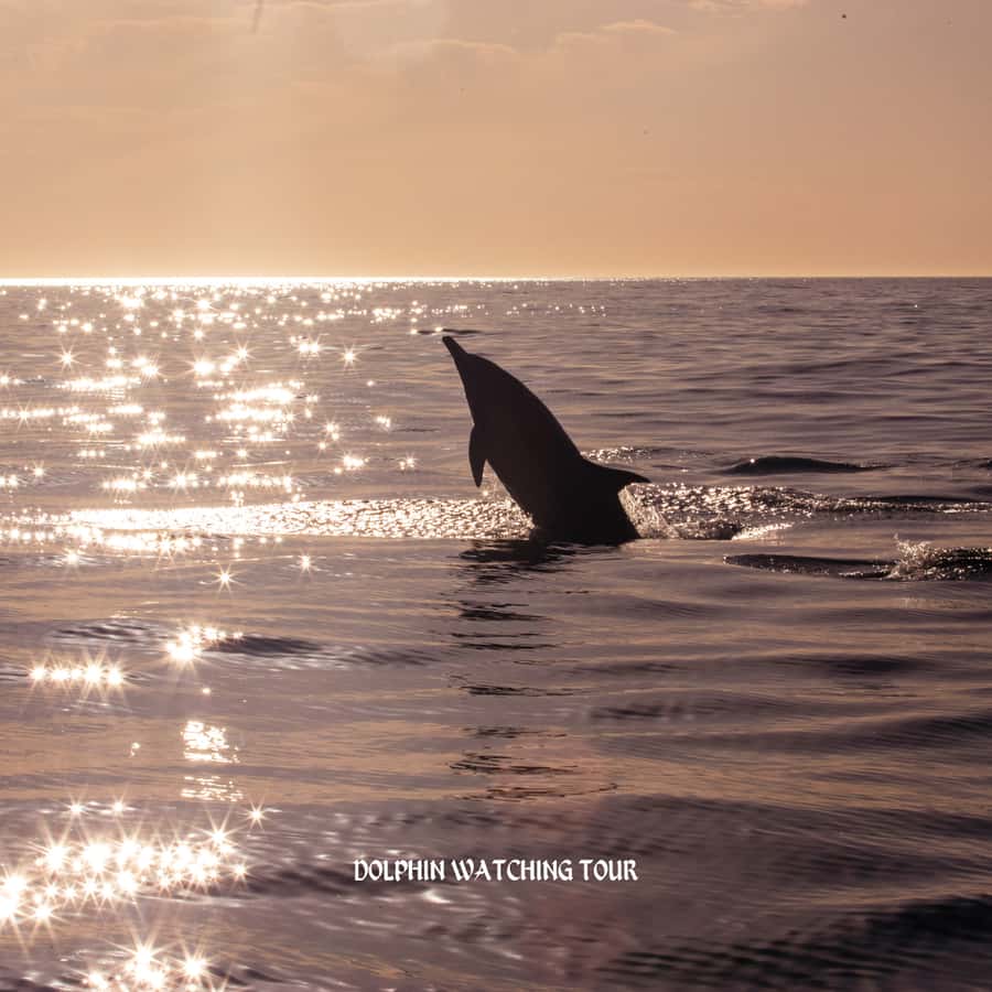 Dolphin Watching and Snorkeling Tour with Hotel Transfers - Booking flexibility and the questions to settle first