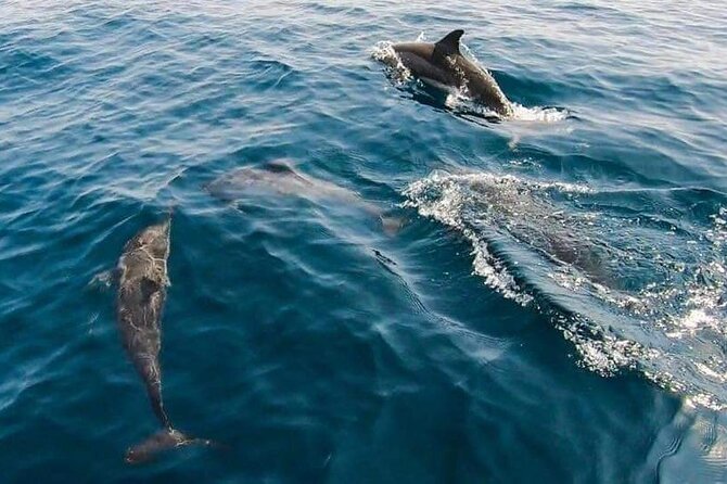 Dolphin Watching in Muscat - What the $59 price means