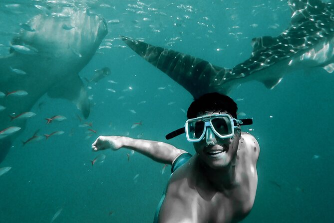 Dolphin Watching & Snorkeling - Looking for Dolphins Beyond Muscat Harbor