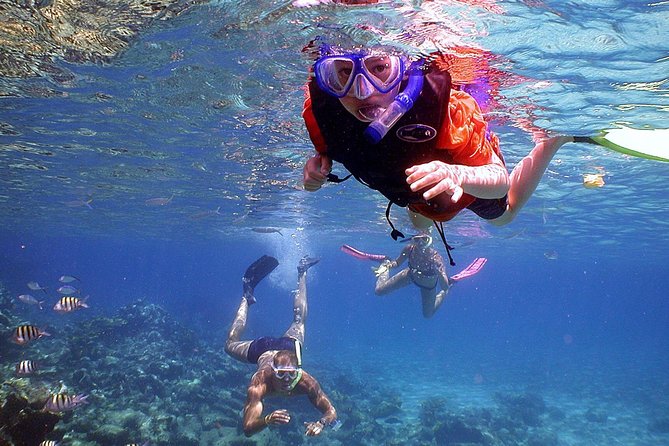 Dolphin Watching & Snorkeling - How the $86.16 Price Holds Up