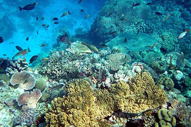 Dolphin Watching & Snorkeling - When This Tour Makes the Most Sense
