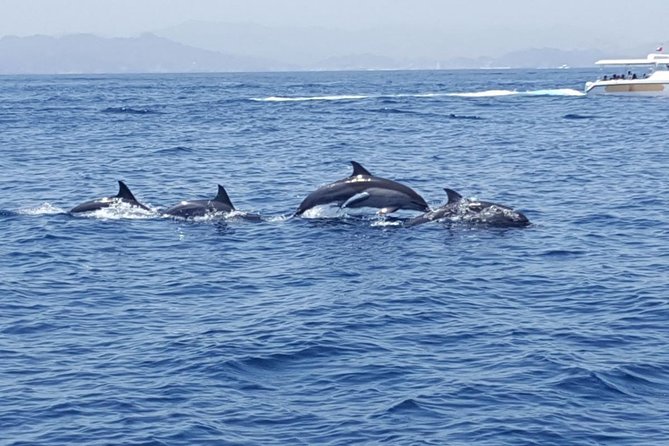 Dolphin Watching & Snorkeling - Should You Book Dolphin Watching and Snorkeling?