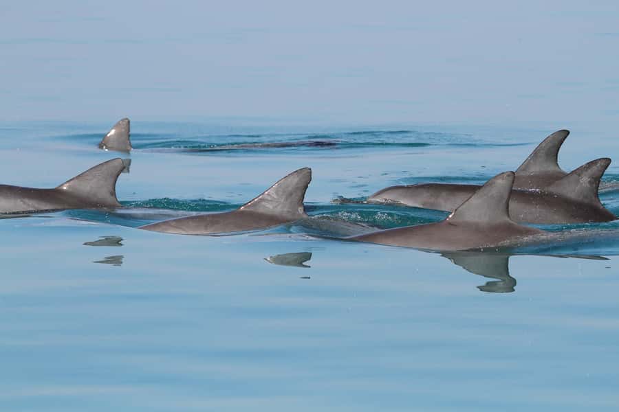 Dolphin Watching Tour - Key points to know before you go