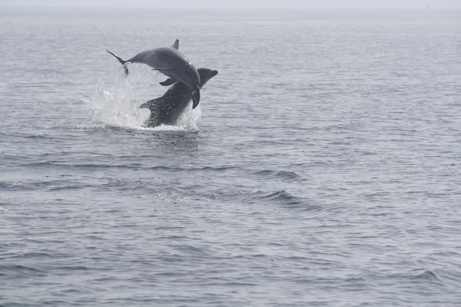 Dolphin Watching Tour - Setting out from Marina Bandar Al Rowdha