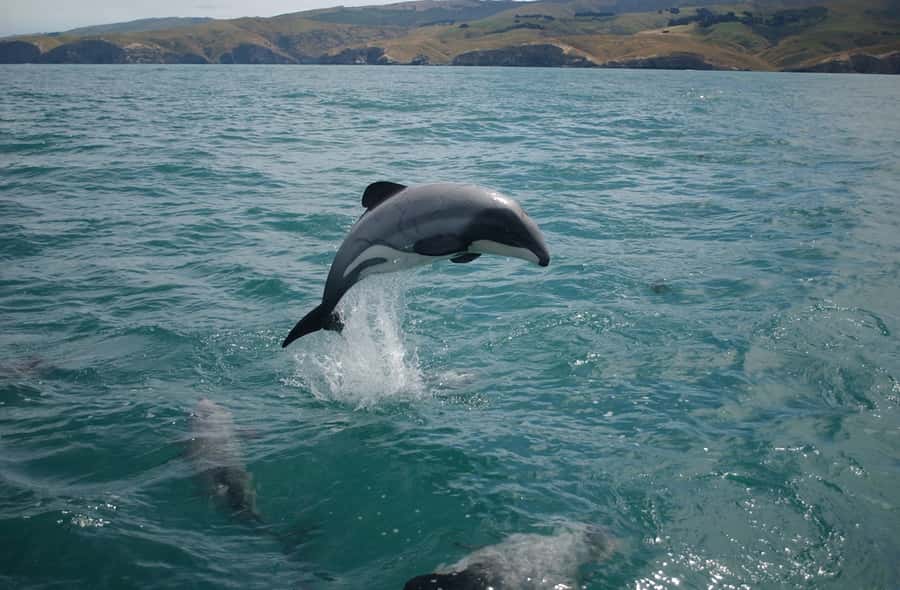 Dolphin Watching Tour - Searching for spinner, bottlenose, and Risso’s dolphins