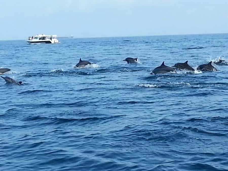 Dolphin Watching Tour - What the two-hour schedule really gives you