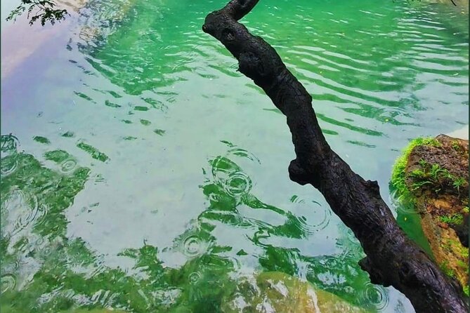 East Salalah Mountain Safari - Baobab trees show Dhofar’s unusual side