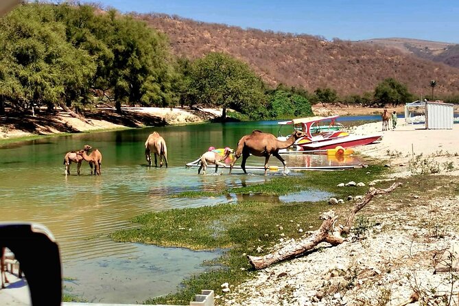 East Salalah Private Tour by VisitSalalah - Ain Razat and Sumhuram need confirmation
