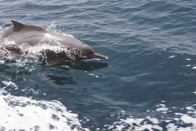 Evening Sunset Dhow Cruise Tour - Muscat - The most important issue: dhow or speedboat