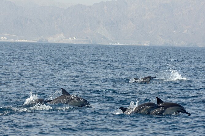 Experience Dolphin watching and snorkeling in Muscat - Who will enjoy this outing most