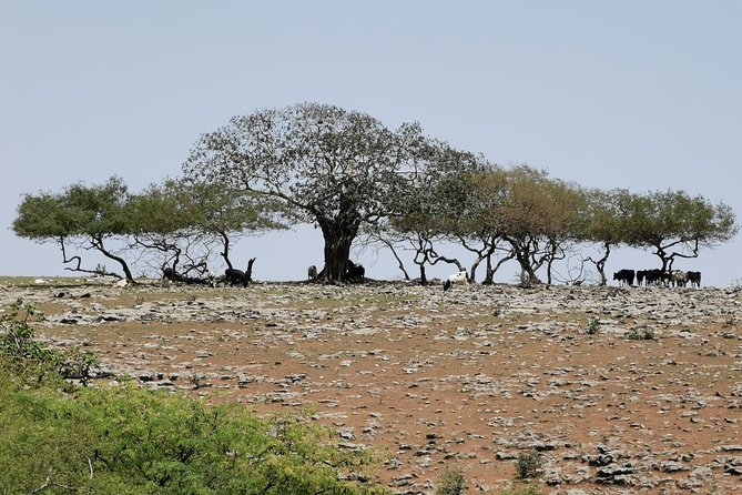 Explore Samhan Mountain – Half-Day Getaway with Lunch Included. - Baobab trees show Dhofar’s unusual ecology