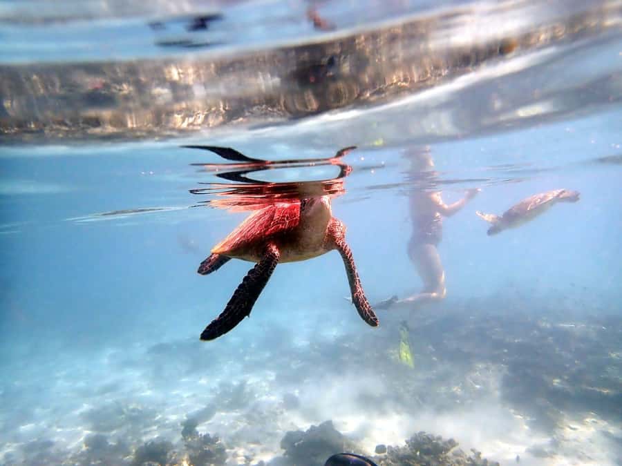 From Al-Seeb: Dimaniyat Islands Boat Trip with Snorkeling - Why the Dimaniyat Islands make a strong morning trip