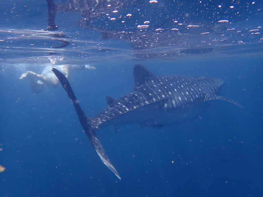 From Al-Seeb: Dimaniyat Islands Boat Trip with Snorkeling - Safety, comfort, and the small things to pack