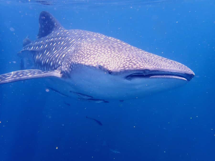 From Al-Seeb: Dimaniyat Islands Boat Trip with Snorkeling - Who will enjoy this trip most