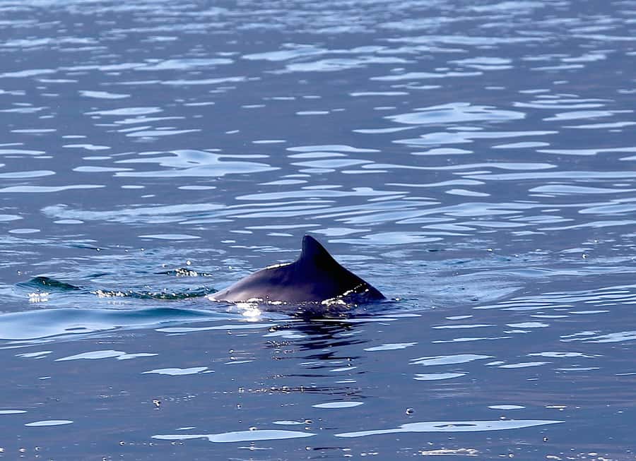 From Khasab: Fjords of Musandam Dhow Cruise & Buffet Lunch - Telegraph Island: Swimming Beside a Famous Stop