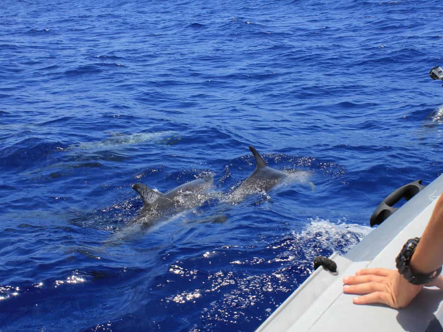 From Muscat: Discover Dolphins Day Trip - Key points to know before you book