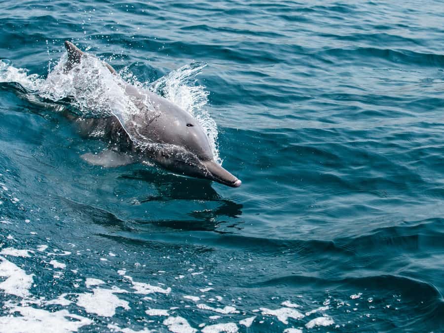 From Muscat: Discover Dolphins Day Trip - Leaving Marina Bandar Al Rawdha at 08:00 or 10:00