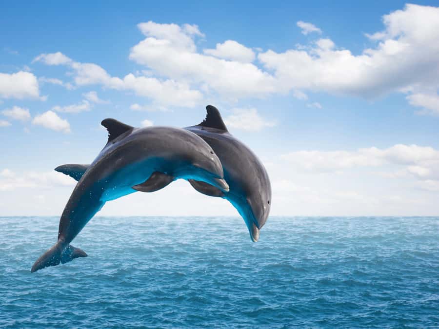 From Muscat: Discover Dolphins Day Trip - Bow-riding, surfing, and breaching