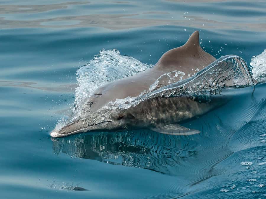 From Muscat: Discover Dolphins Day Trip - Who will enjoy this Muscat boat trip?