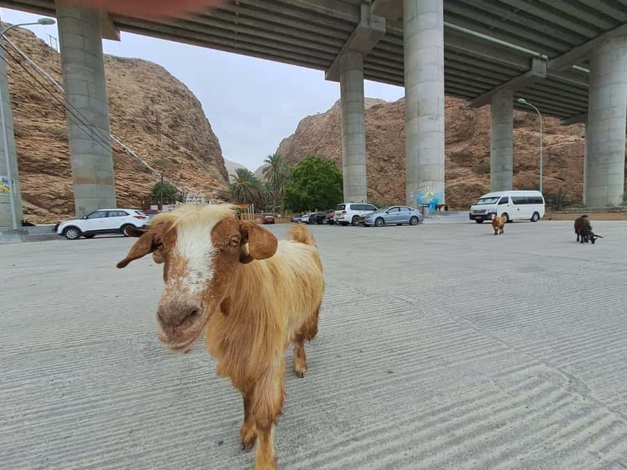 From Muscat: Guided Overnight Desert Camp Tour - Wadi Shab: a hike to turquoise pools