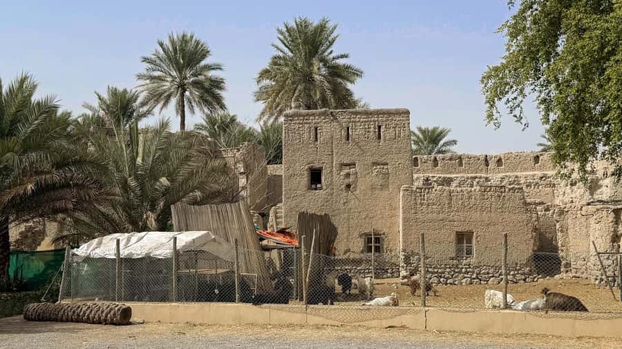 From Muscat: Nizwa and Jebel Akhdar Tour with Lunch - Jebel Akhdar: orchards, terraces, and high mountain views