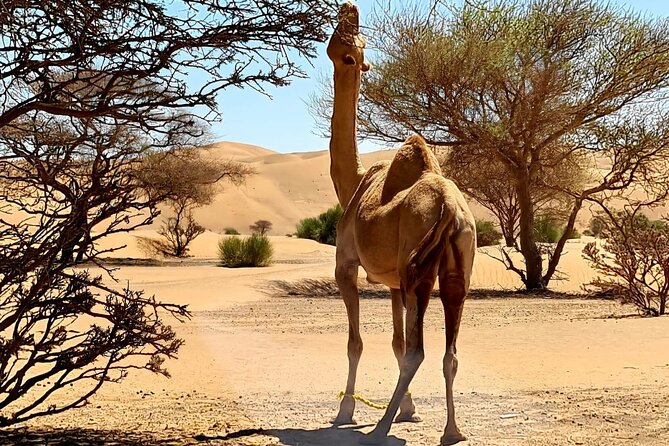 From Muscat: Wadi Hawar and Wahiba Sands Desert Tour - Coffee, dates, and a Bedouin tent in Wahiba Sands