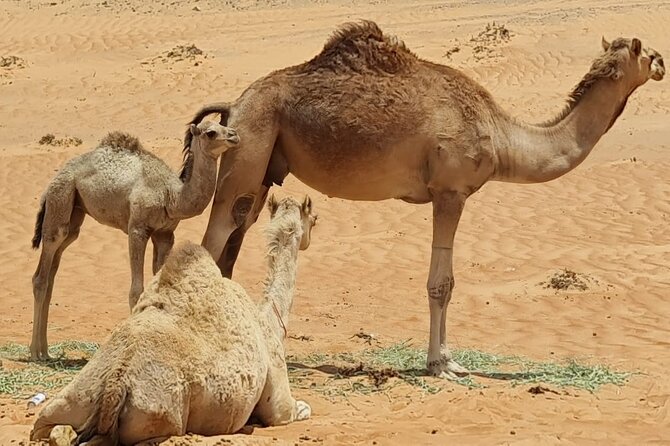 From Muscat: Wadi Hawar and Wahiba Sands Desert Tour - The optional camel ride costs 3 OMR
