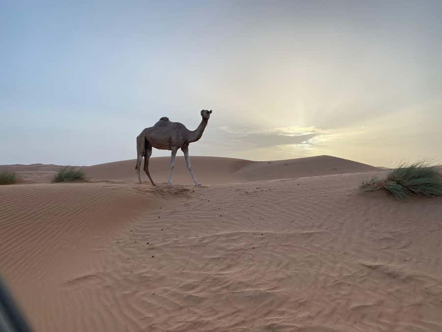 From Muscat: Wahiba Sands Sunset with Desert Camp Dinner - Camel riding across the dunes