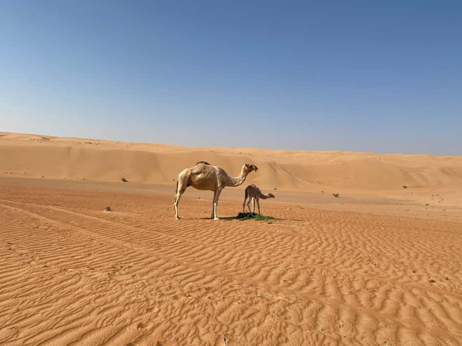 From Muscat: Wahiba Sands Sunset with Desert Camp Dinner - Arriving at Wahiba Sands