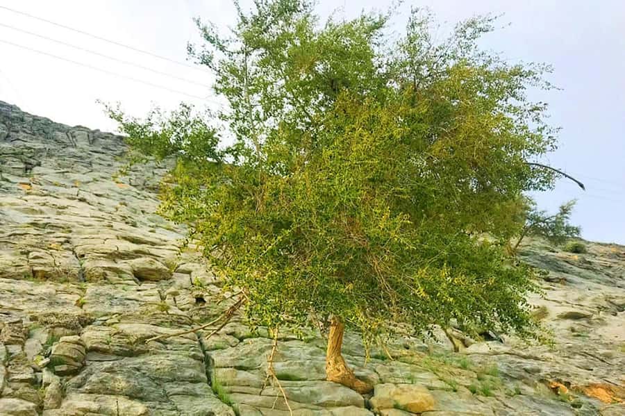 From Ras Al Khaima : Dolphin Watching and Jabal Harim Safari - Jabal Harim by 4x4
