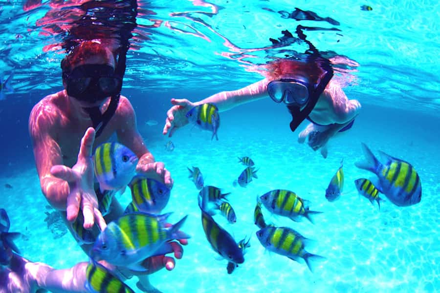 From UAE: Musandam Khasab Dolphin Watching Trip with Lunch - Telegraph Island: the first swim and snorkel stop
