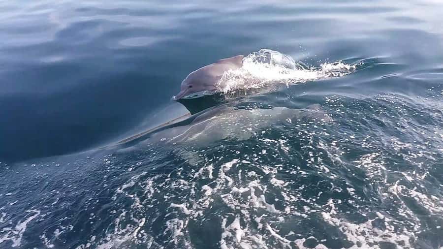 From UAE: Musandam Khasab Dolphin Watching Trip with Lunch - From Khasab Port into the fjord
