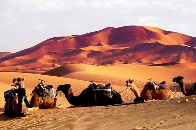 Full-Day Desert Safari Jeep Tour in Ash Sharqiyah Governorate - The return through Bidiyah
