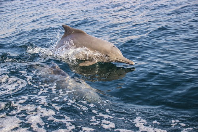 Full-Day Dhow Cruise in Khasab Musandam - Lunch, drinks, and the practical value of the fare