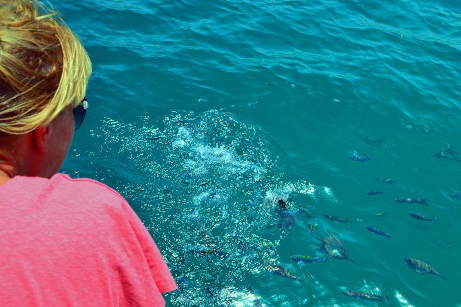 Full Day Dhow Cruise to Khor Sham with lunch & Snorkeling (Shore excursions) - The first view: dolphins at the fjord entrance