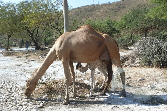 Full Day Guided Salalah a Combination of East and West tour - Why this Salalah tour works as a full-day sampler