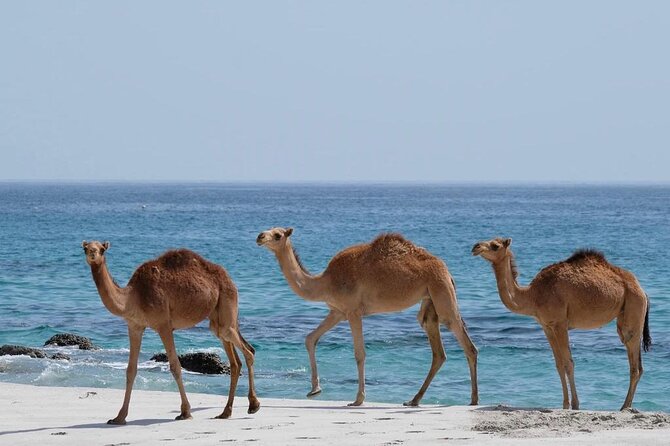 Full Day Guided Salalah a Combination of East and West tour - Taqah brings the day down to sea level
