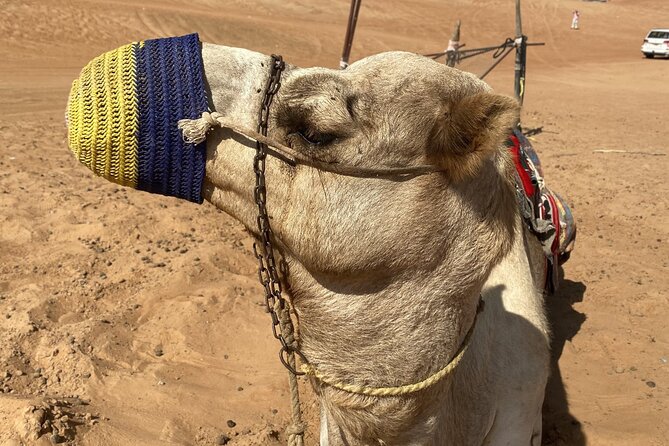 Full-Day Private Tour of Wahiba Sands Desert and Wadi Bani Khalid - Why the private vehicle matters