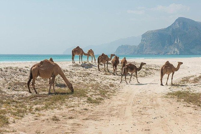 Full day west tour of Salalah - Frankincense trees connect the coast to Dhofar’s identity