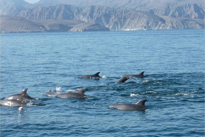 Half Day Dolphin Watching Musandam Dhow Cruise - What is served on board